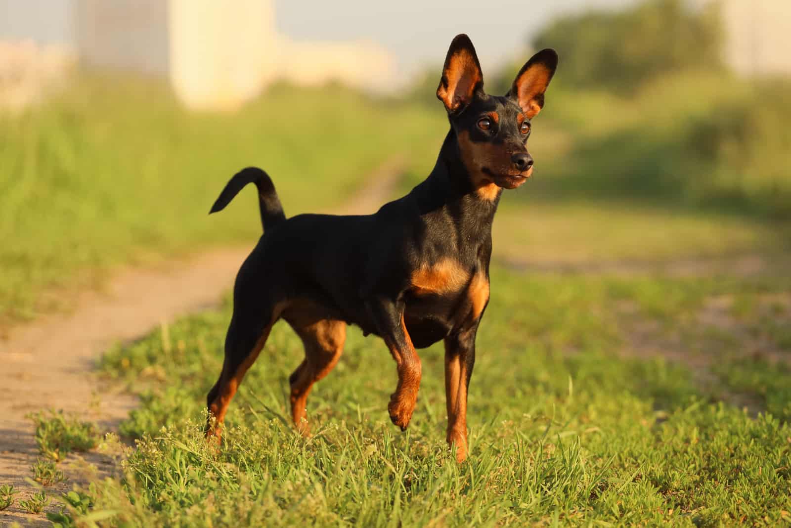 Miniature Pinscher dog