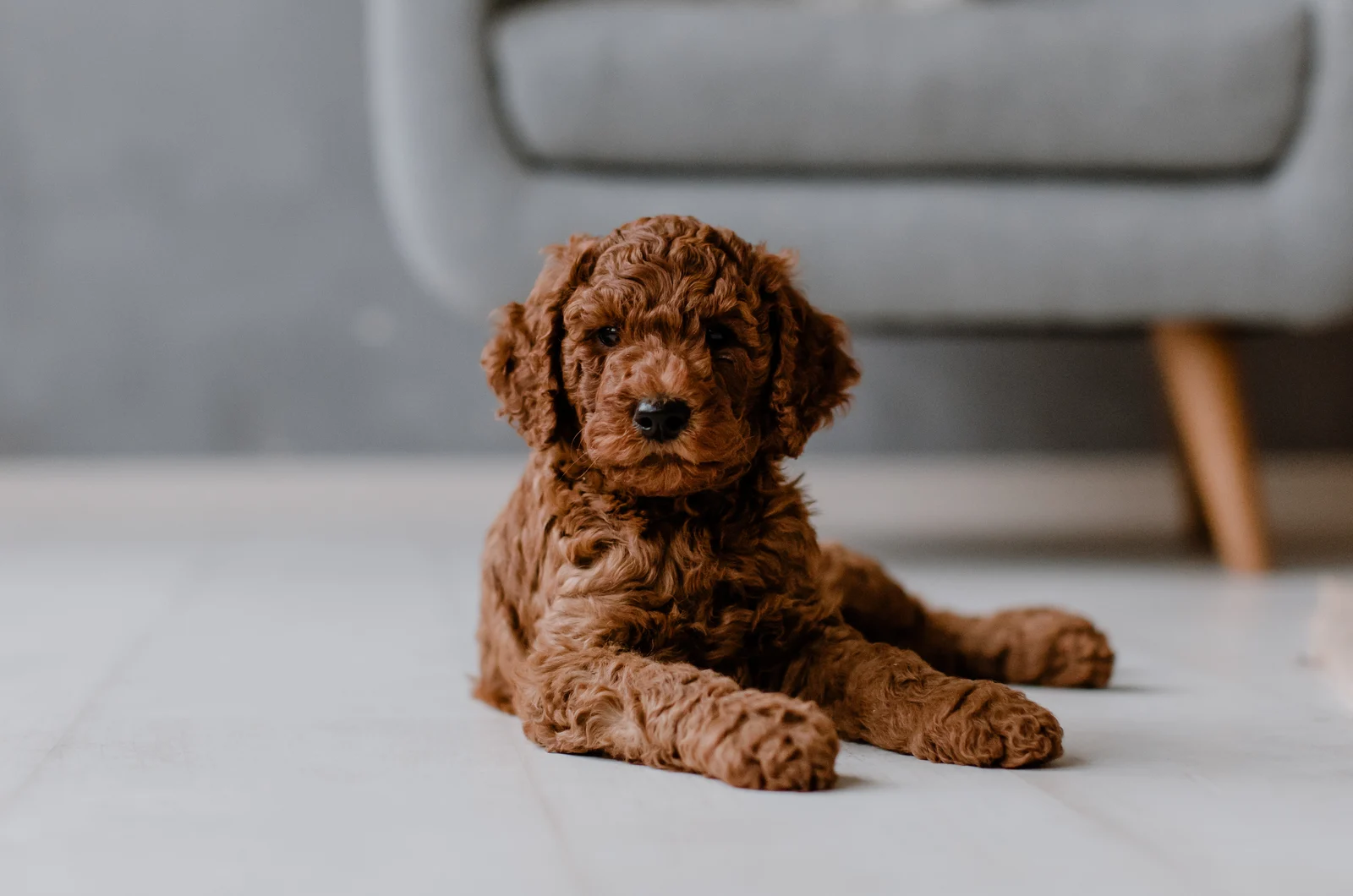 Miniature poodle sitting on carpet