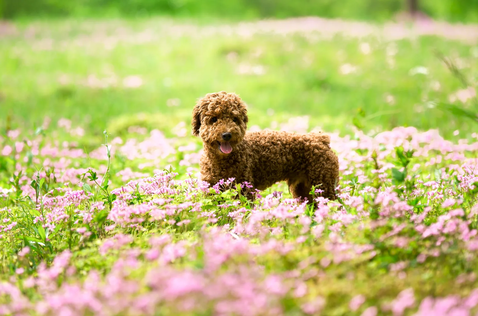 Miniature poodle standing in flowers
