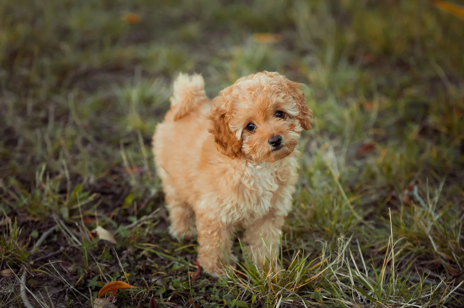 Miniature poodle standing on grass looking up