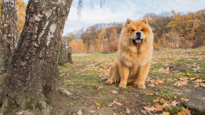 Most Dangerous Dogs: 43 Big And Small Hazardous Breeds