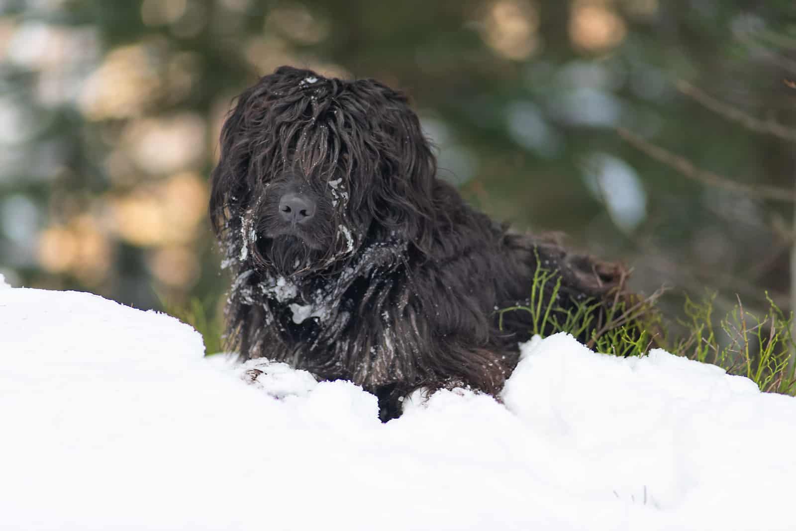 Mountain sheepdog in the snow