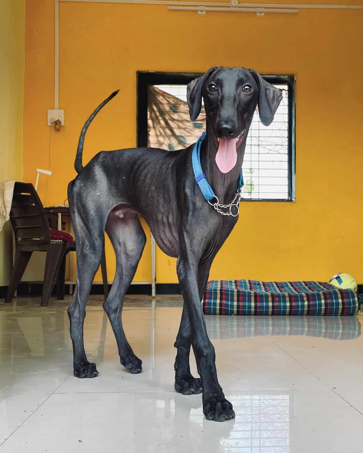 Mudhol Hound dog