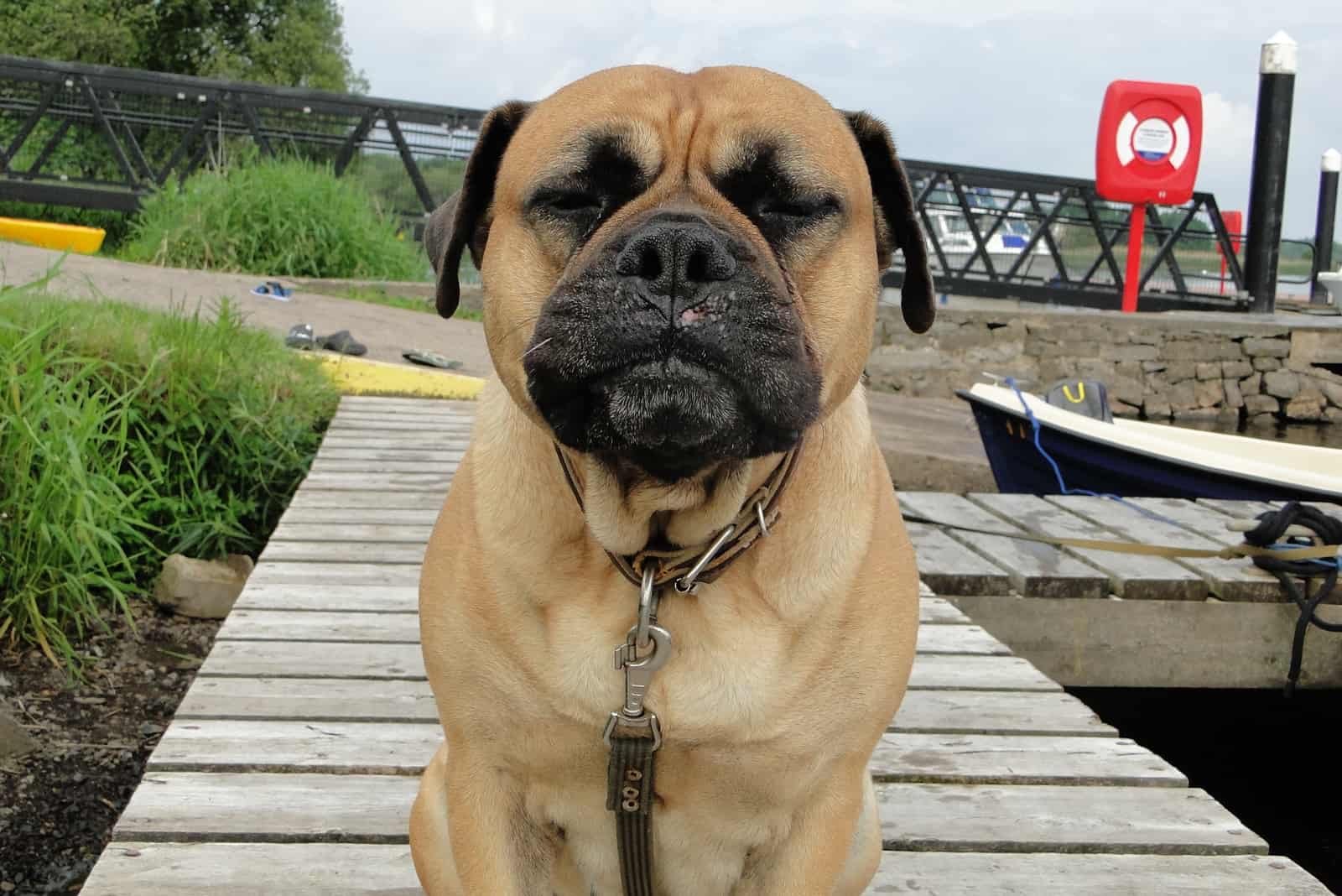 Muscle Mastiff