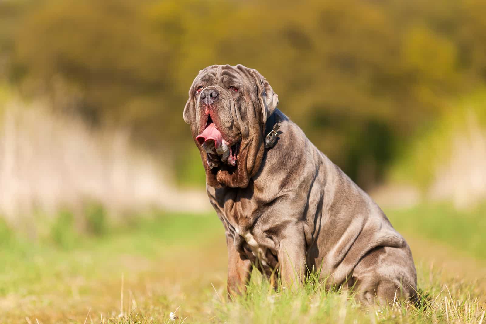 Neapolitan Mastiff sitting in the grass