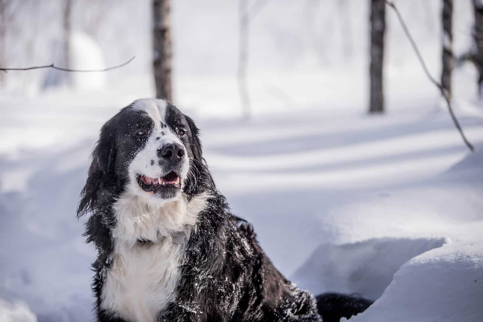 Newfoundland Bernese Mountain Dog Mix