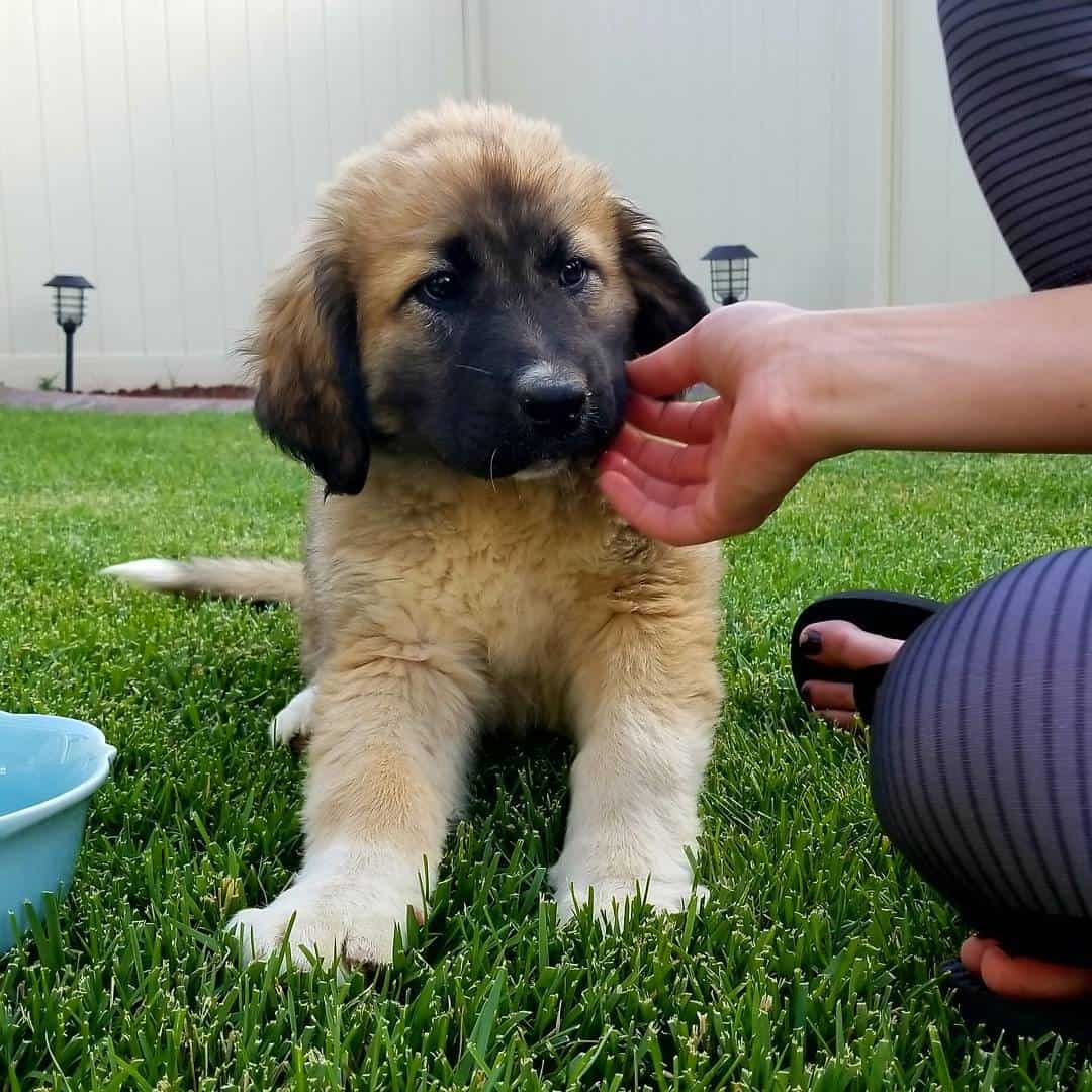 Newfoundland and anatolian shepherd mix dog 