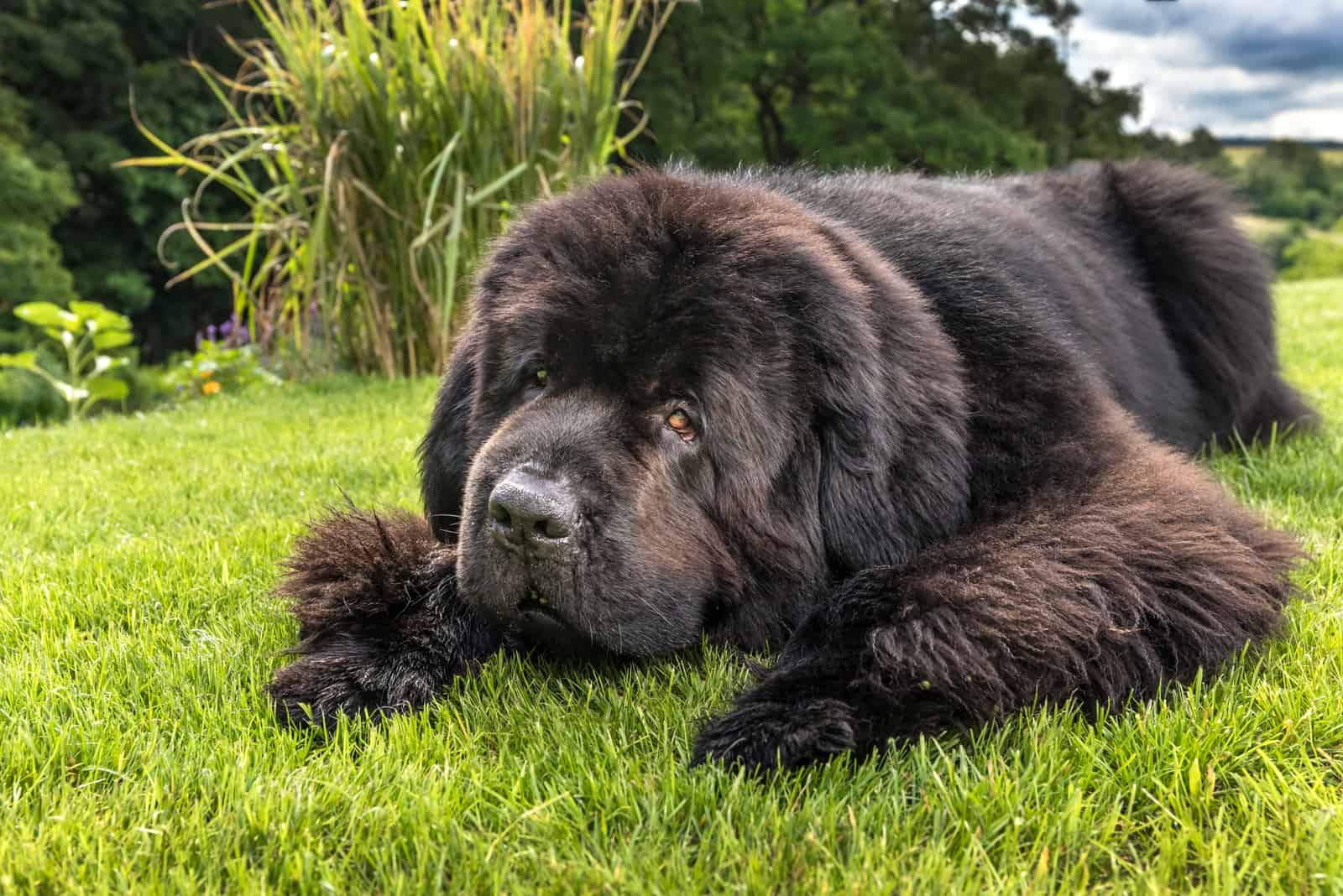 Newfoundland lies down and rests