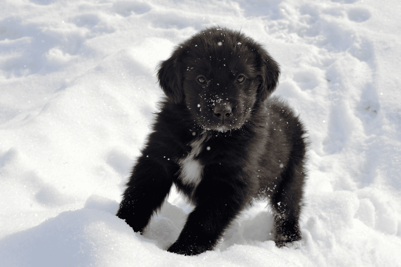 Newfoundland puppy standing in the snow