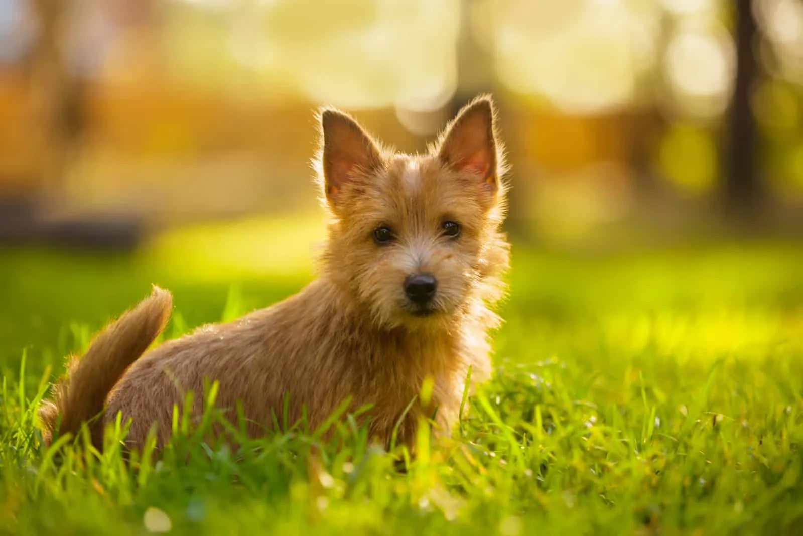 Norwich Terrier standing on grass
