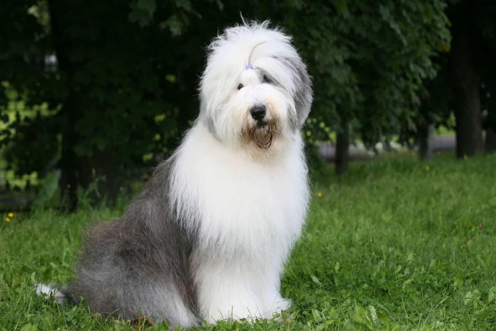 Old English Sheepdog sitting on grass