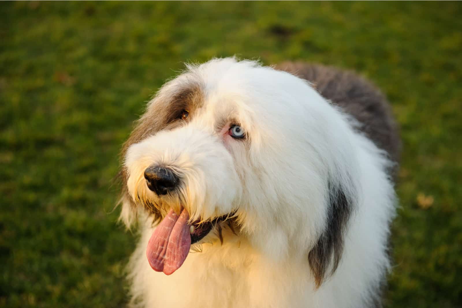 Old English Sheepdog