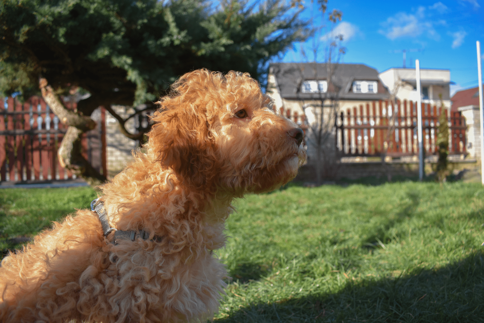 Orange Lagotto Romagnolo