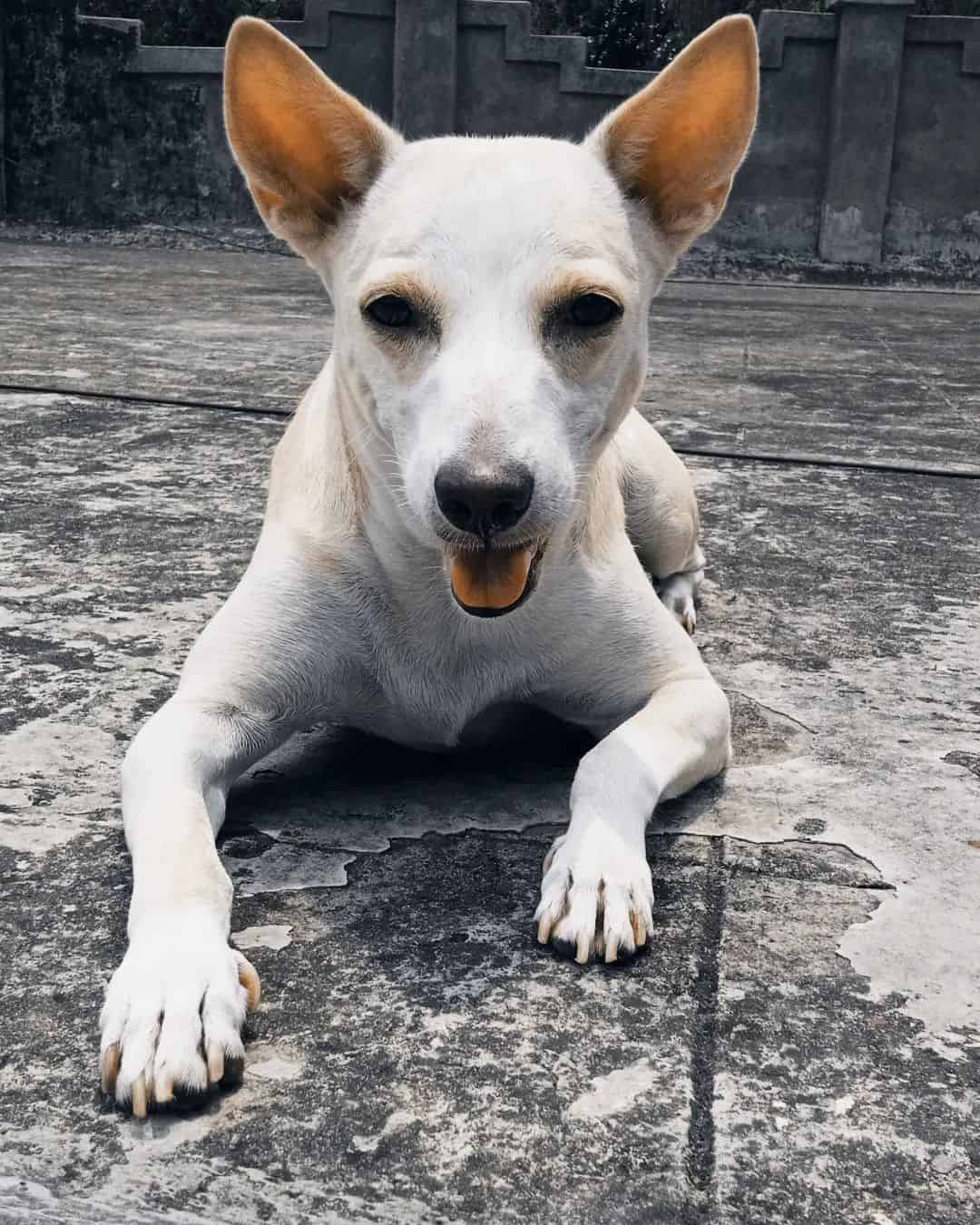 Pandikona dog laying on the floor