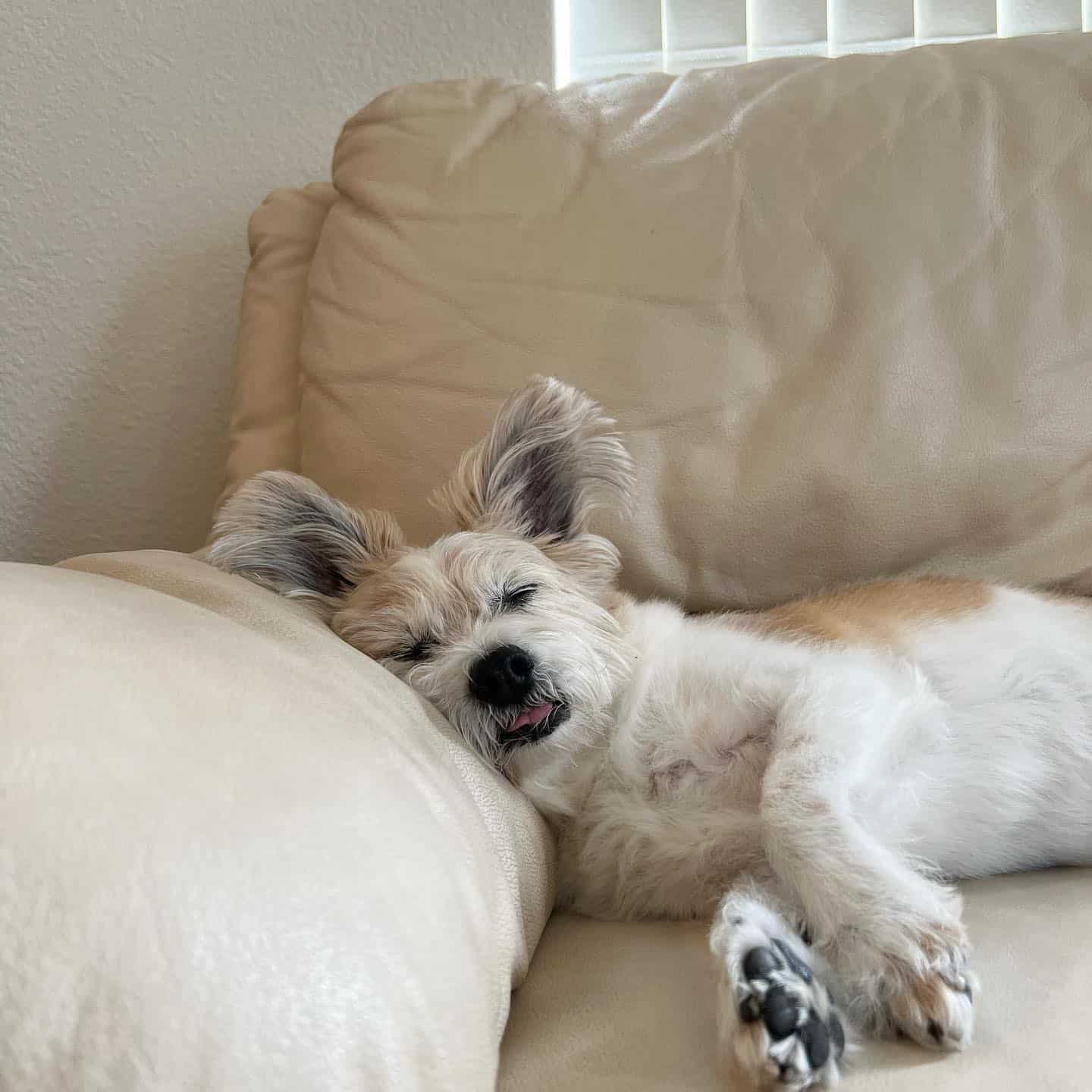 Papastzu sleeping on the couch