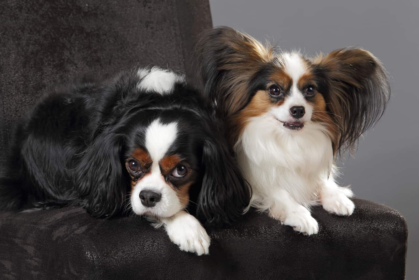 Papillon and Cavalier King Charles Spaniel