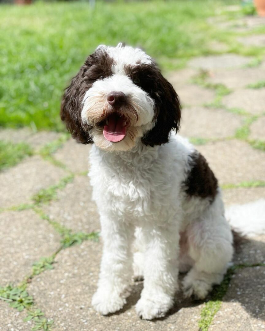 Cockapoo Colors How Many Adorable Variations Are There 