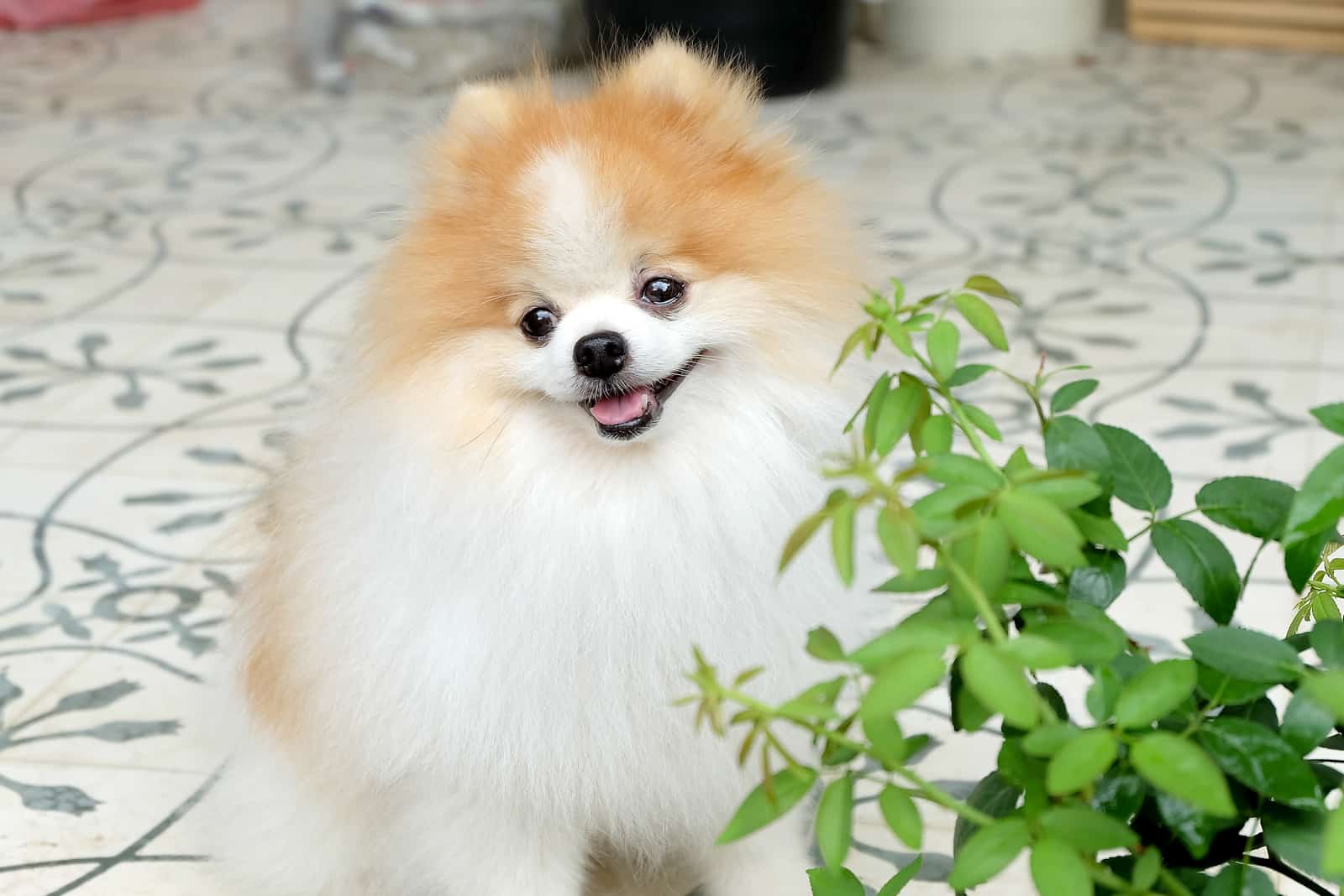 Parti pomeranian