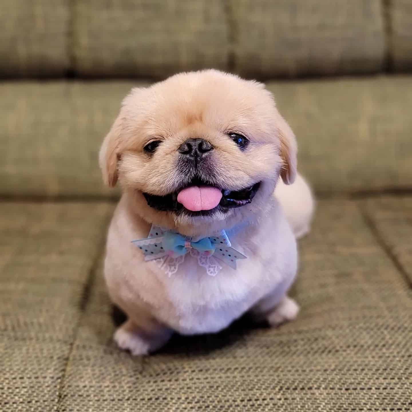 Pekingese sitting on the couch