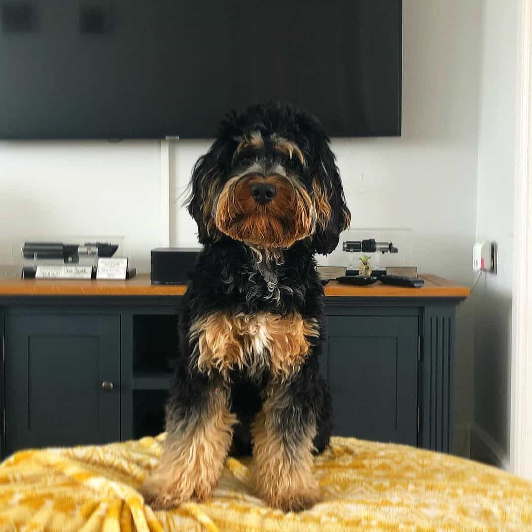 Phantom Cockapoo