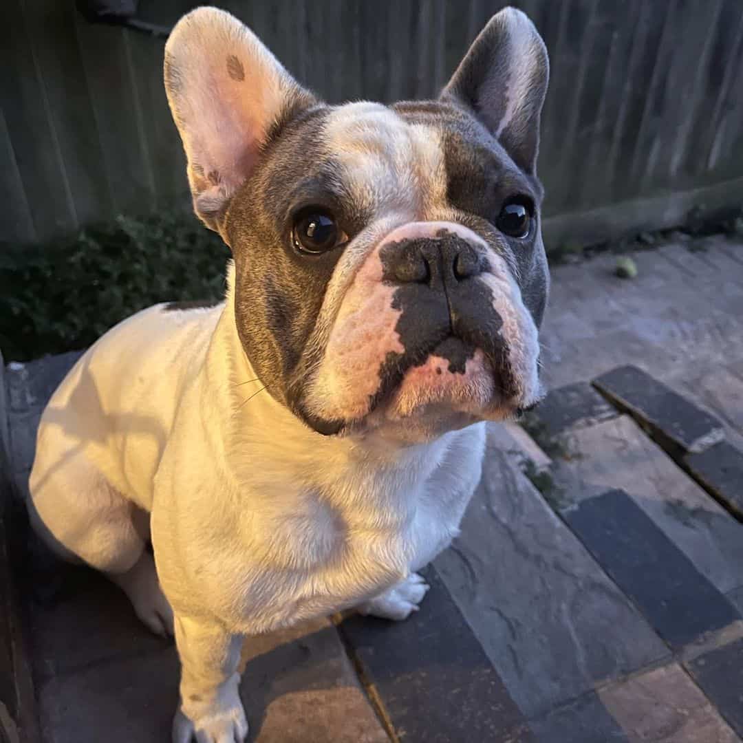 Pied French Bulldog