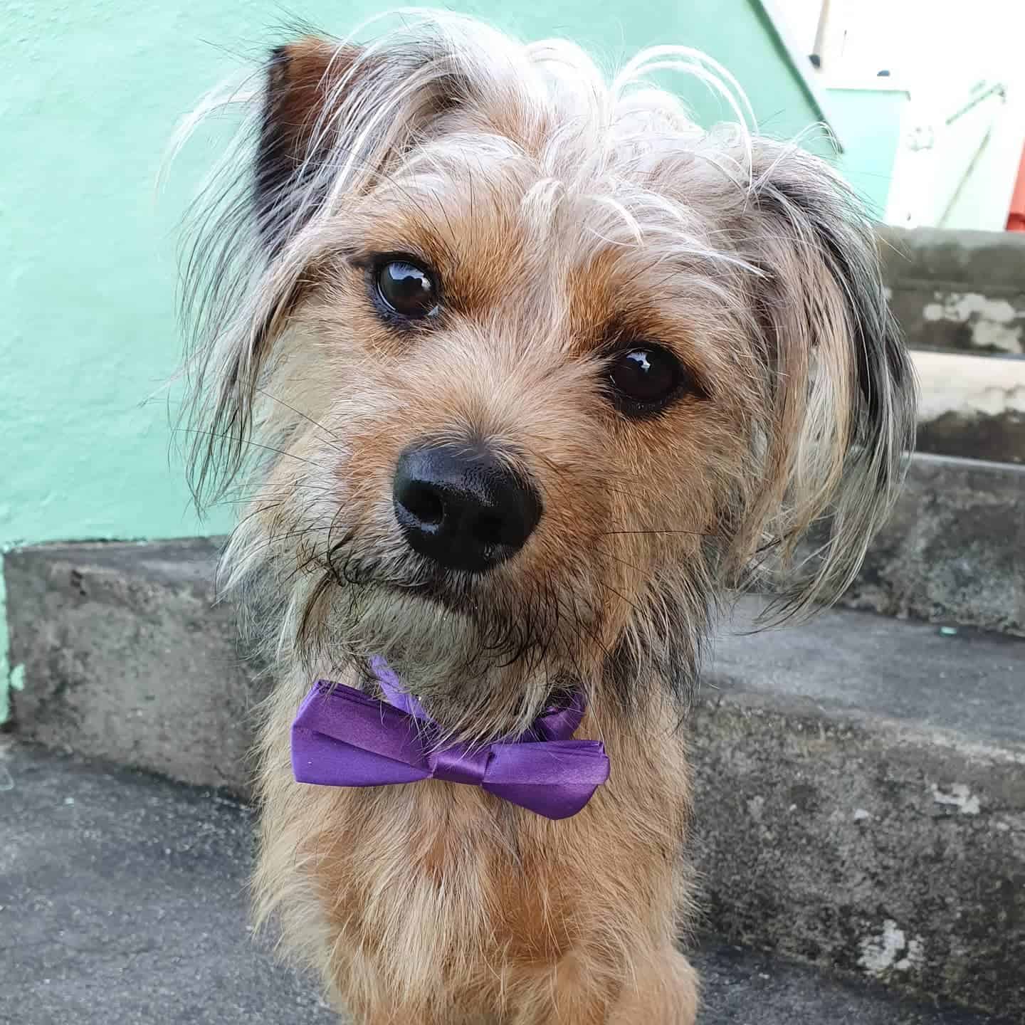 Pin Tzu dog with purple tie