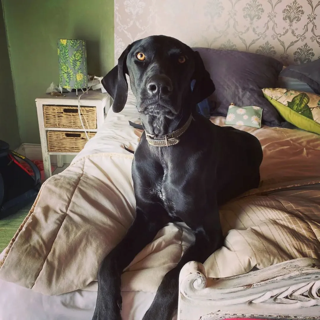 Pointeraner dog resting in bed