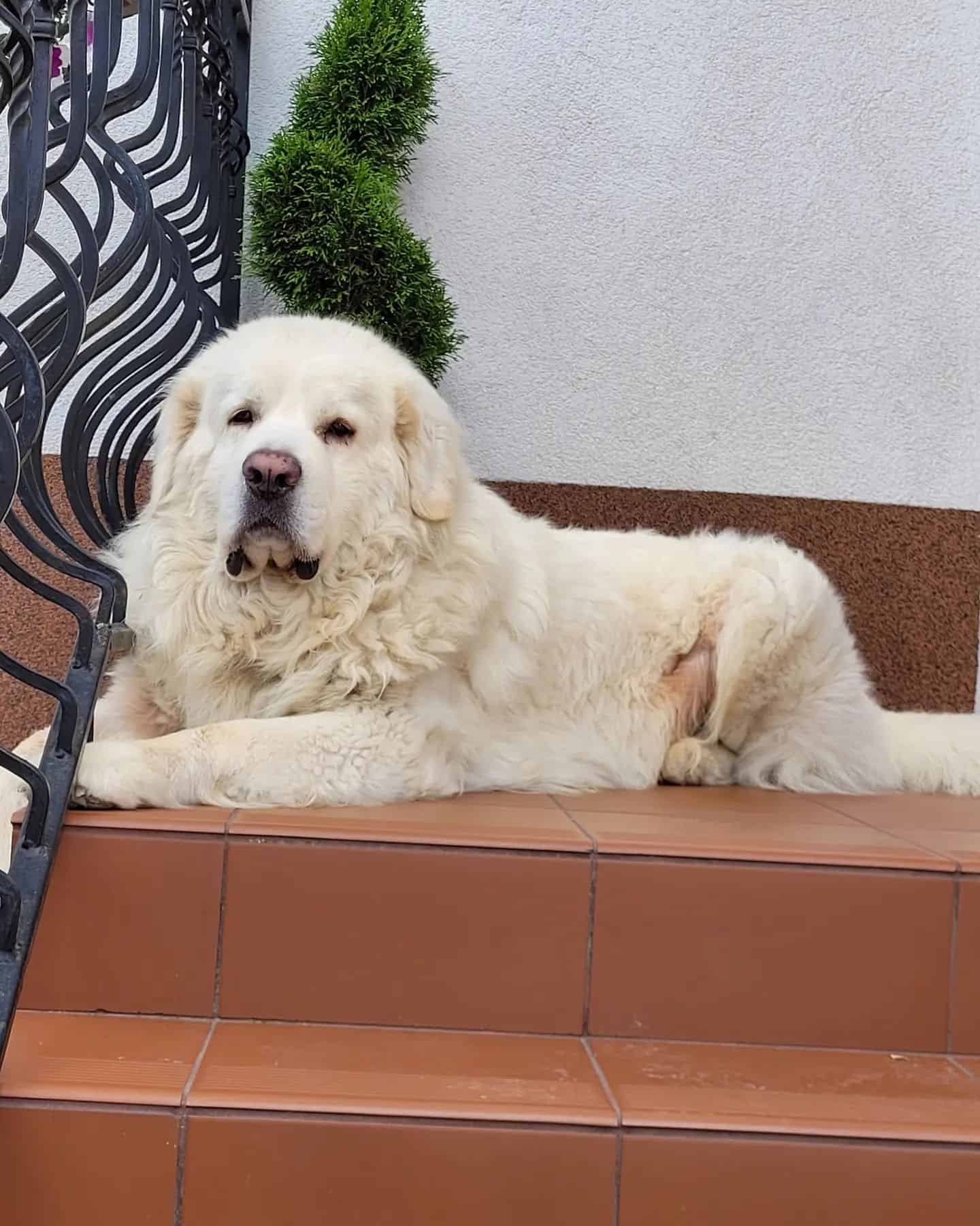 Polish Tatra Sheepdog on stairs