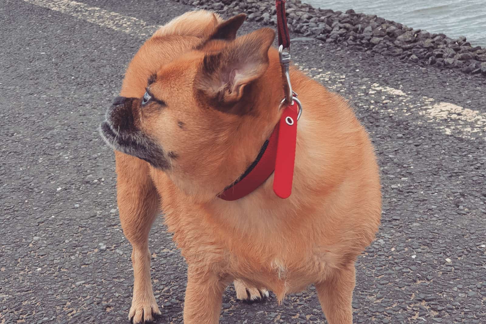 Pom-A-Pug stands in the street and looks behind him