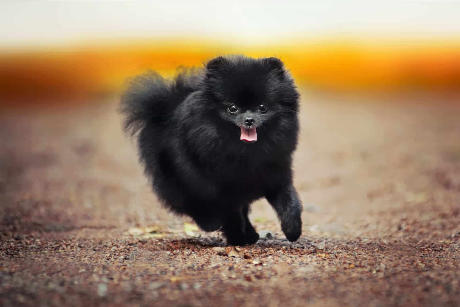 Pomeranian dog outdoor