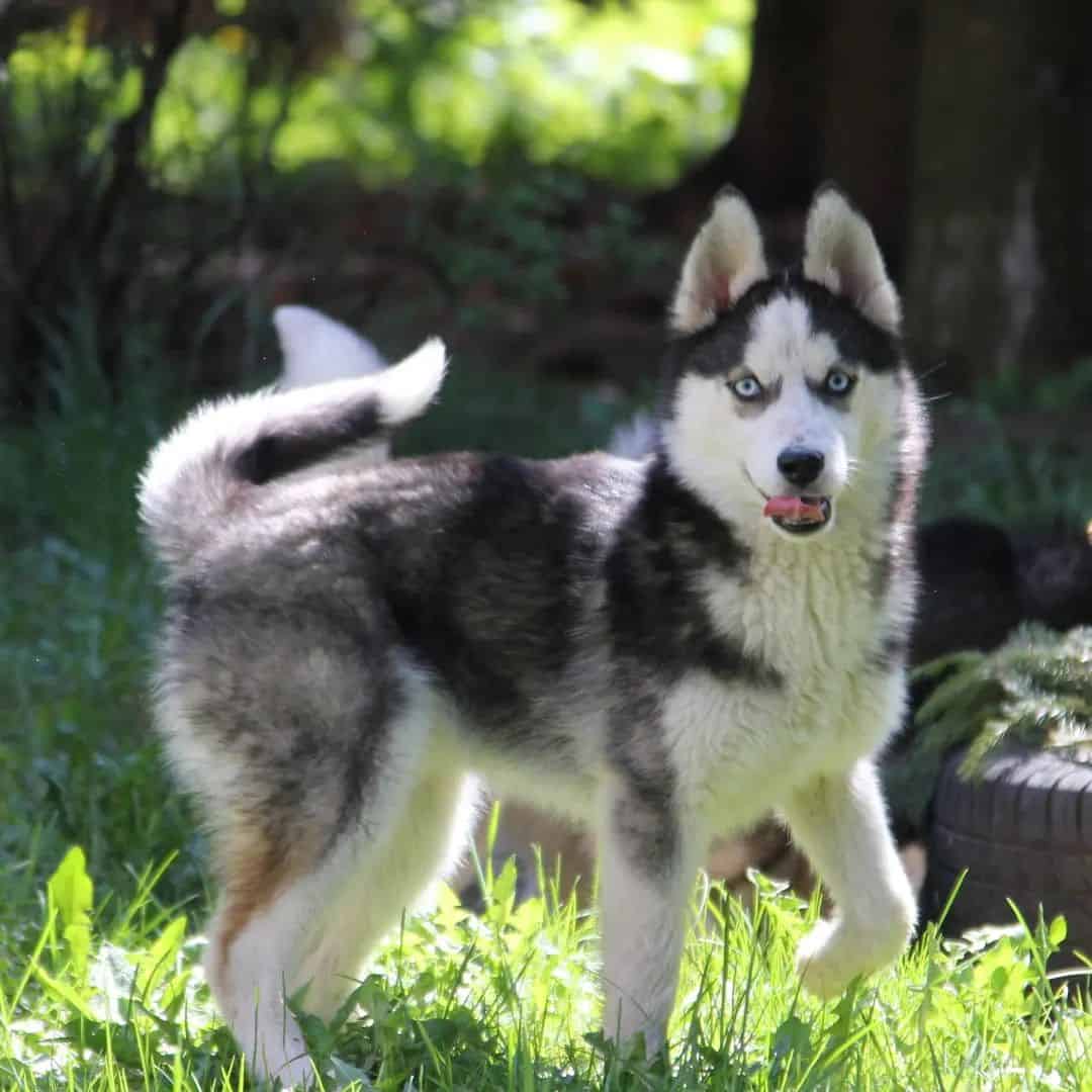 Pomsky walks in the meadow