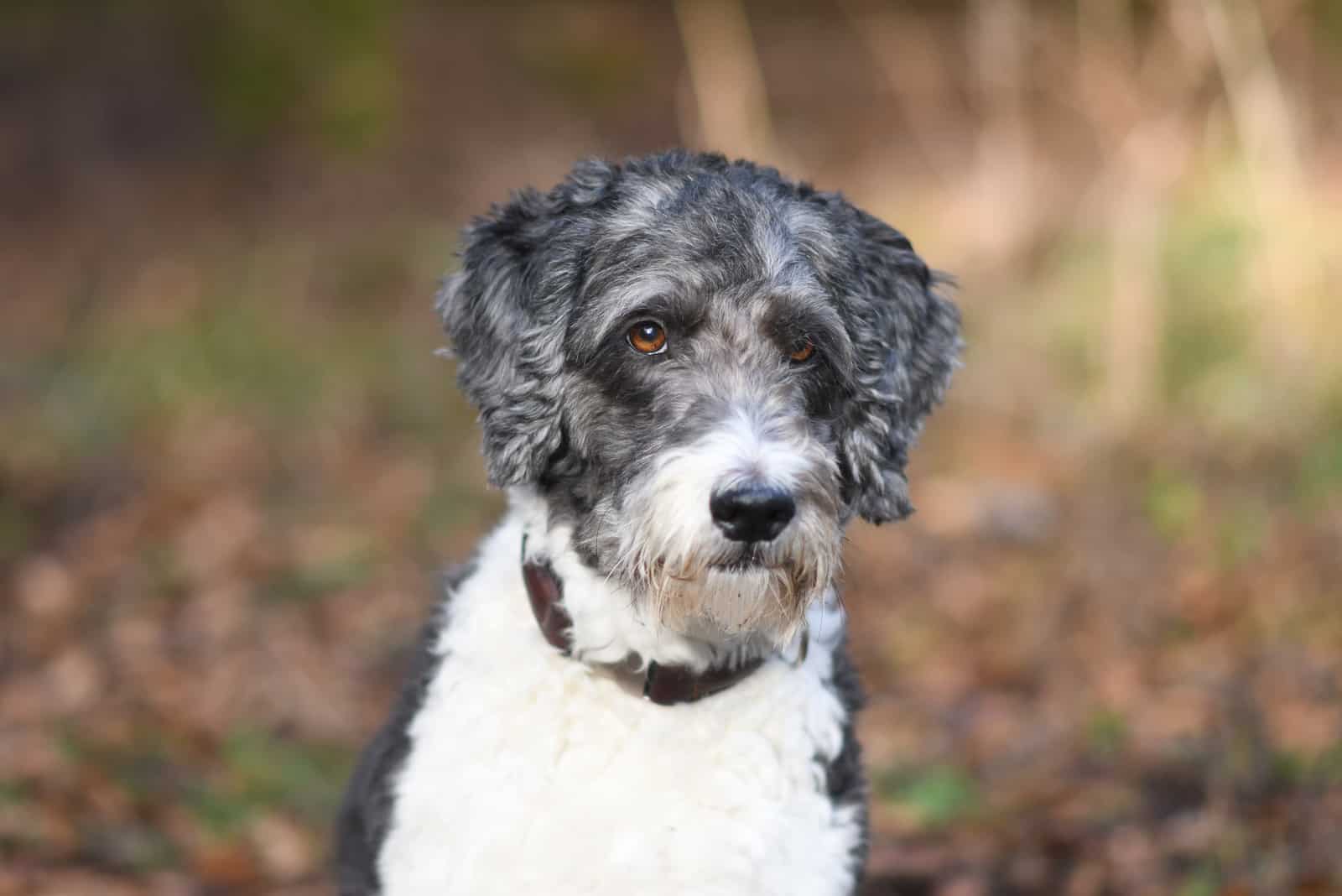 Portrait of a cute Aussiedoodle