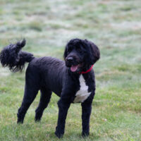 Portuguese Water Dog