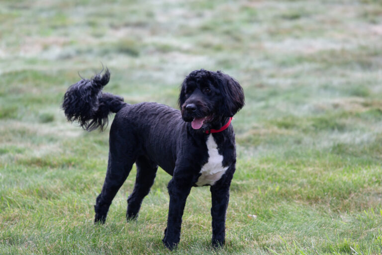 Portuguese Water Dog