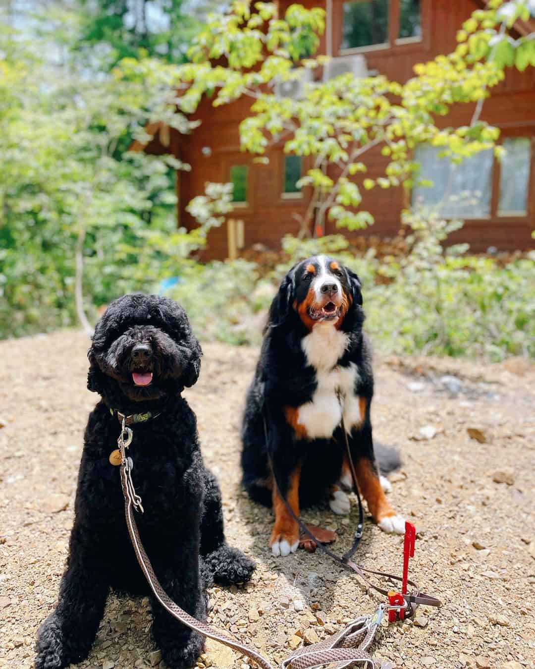 Portuguese Water Dog and Bernese Mountain Dog