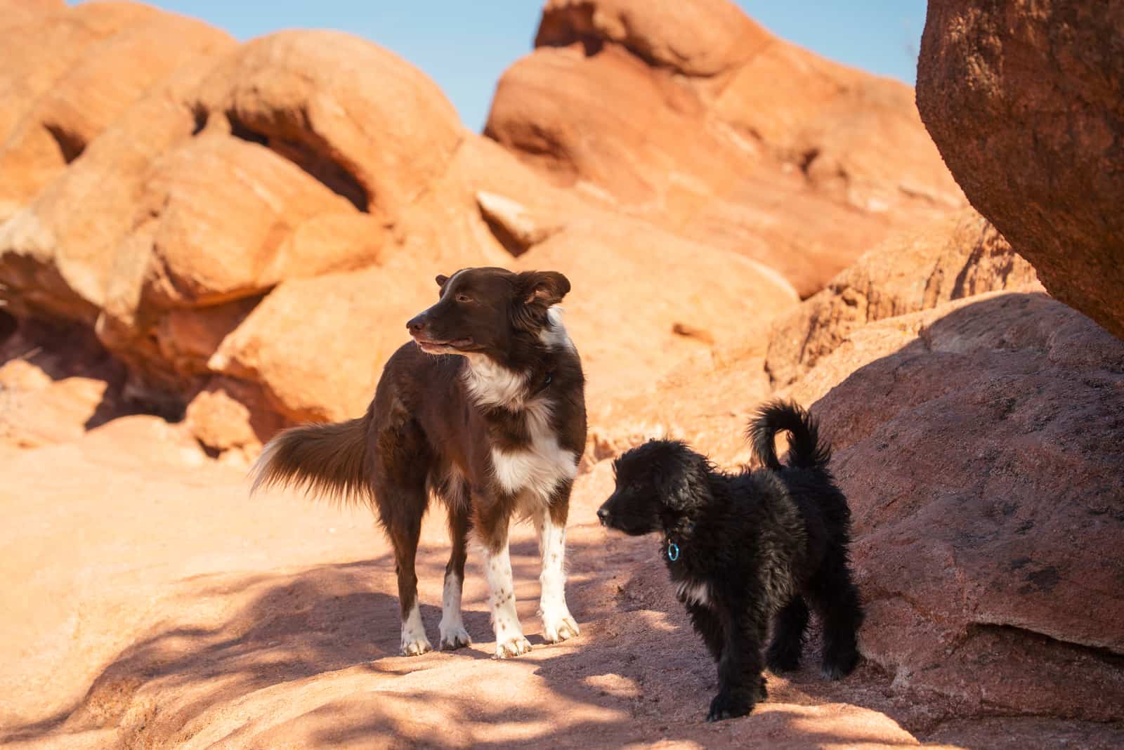 Portuguese Water Dog and Border Collie