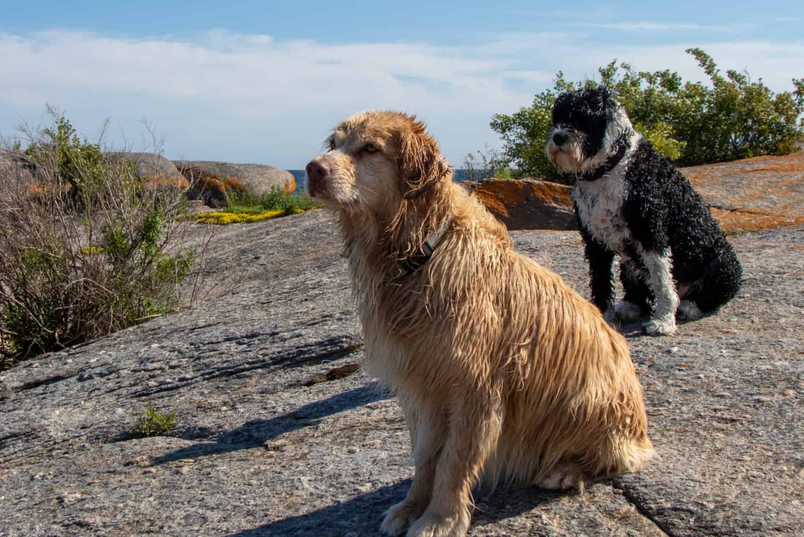 Portuguese Water Dog and Golden Retriever