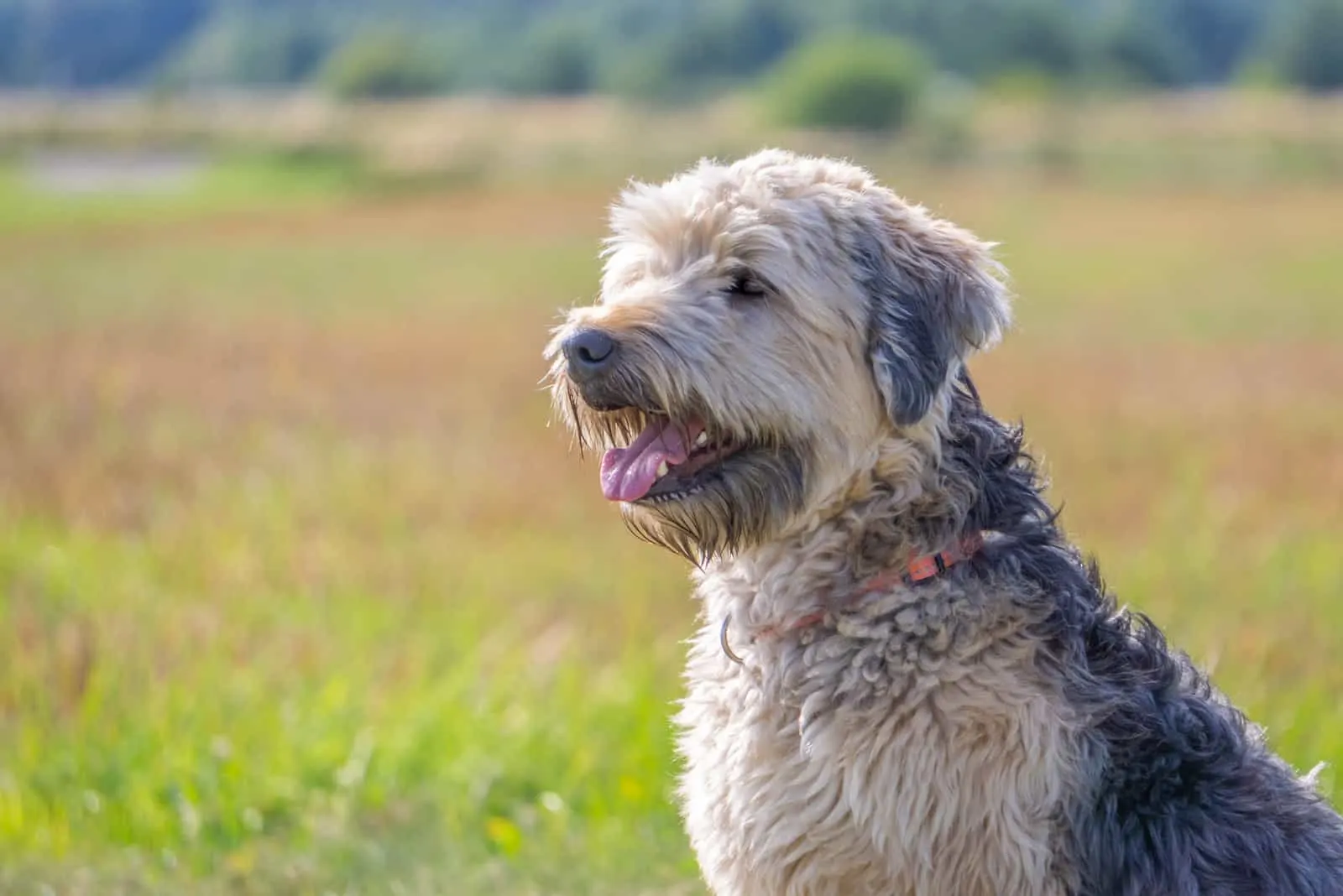 Portuguese Water Dog and Soft-Wheaten Terrier