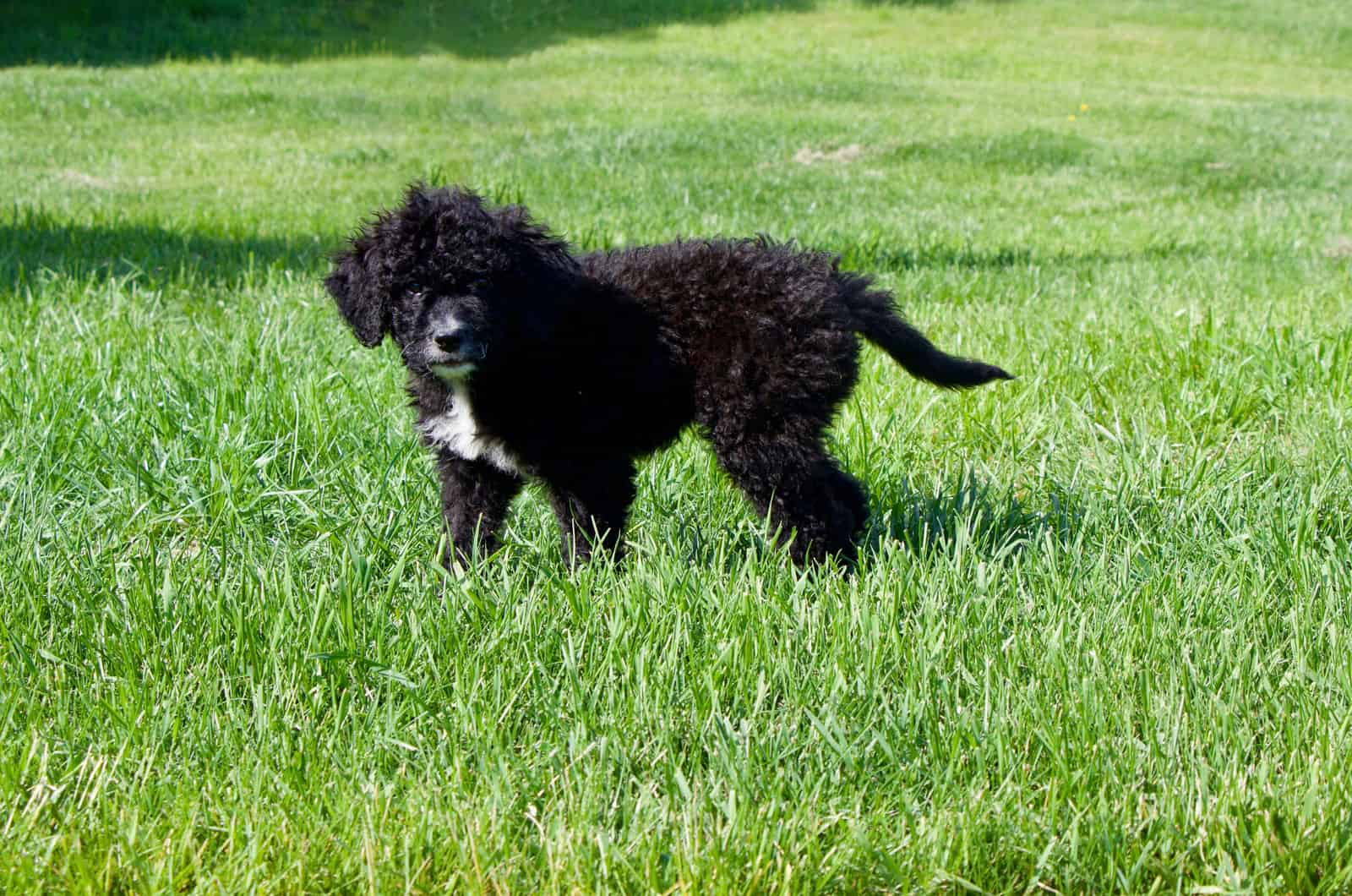 Portuguese Water puppy dog szoji on green grass