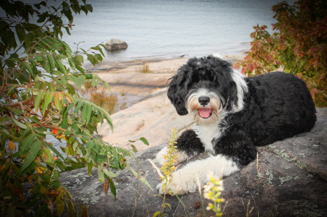 Top 8 Portuguese Water Dog Breeders In The USA And Canada