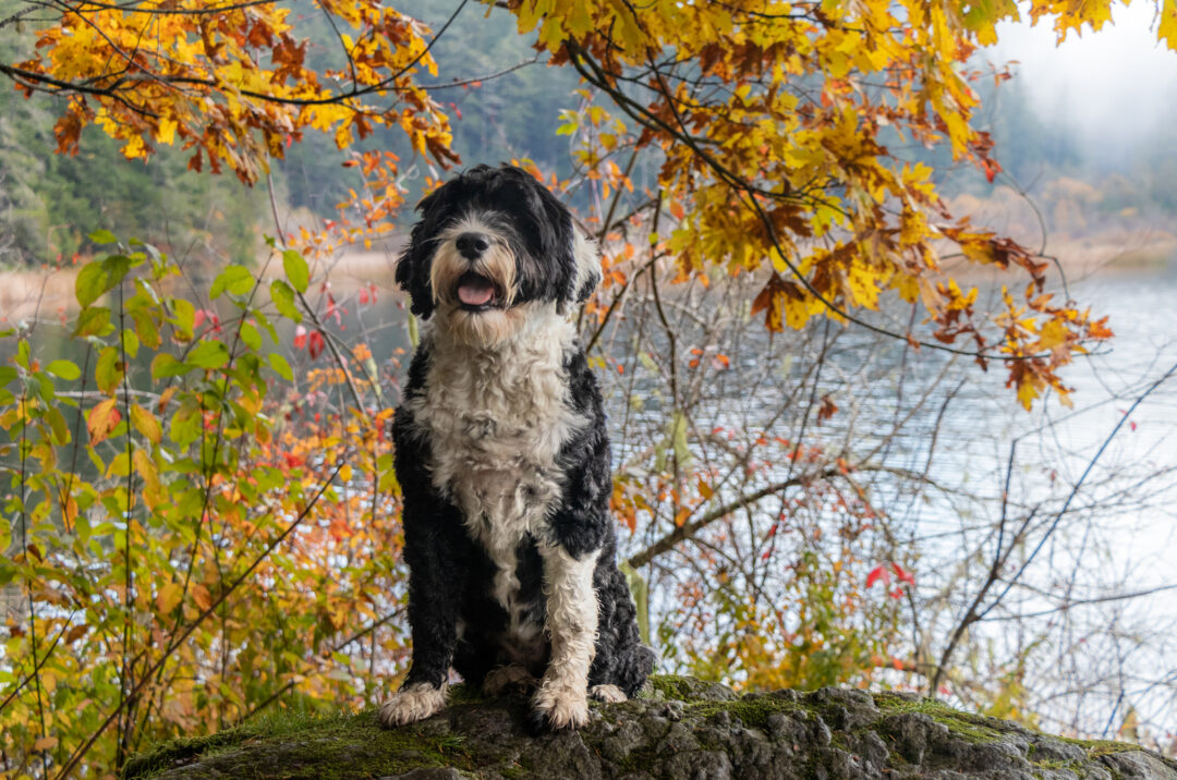 Top 8 Portuguese Water Dog Breeders In The USA And Canada