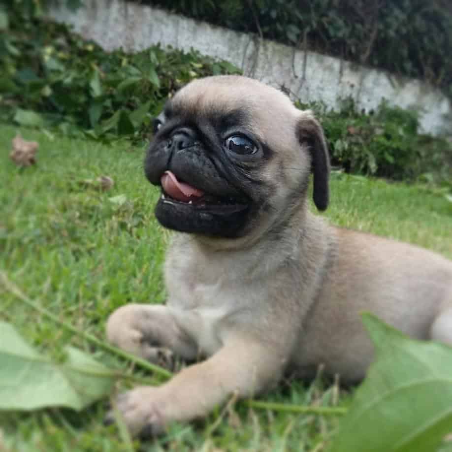Pug-A-Mo is lying on the grass