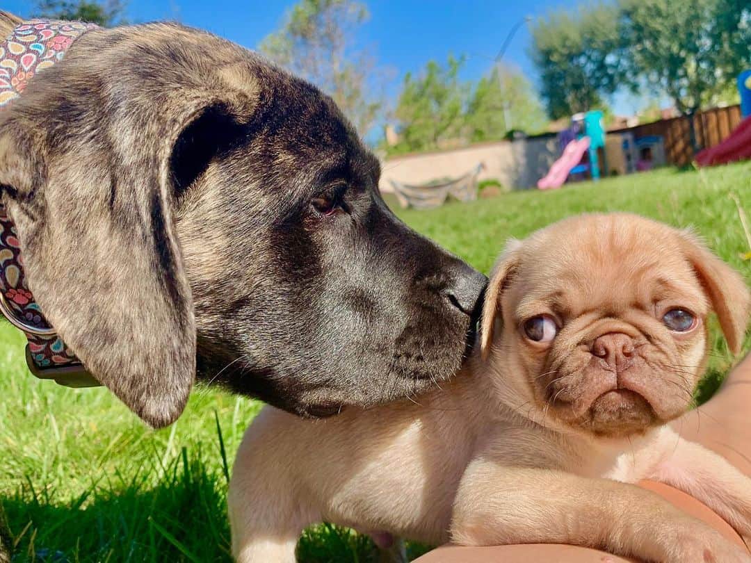 Pug & Mastiff