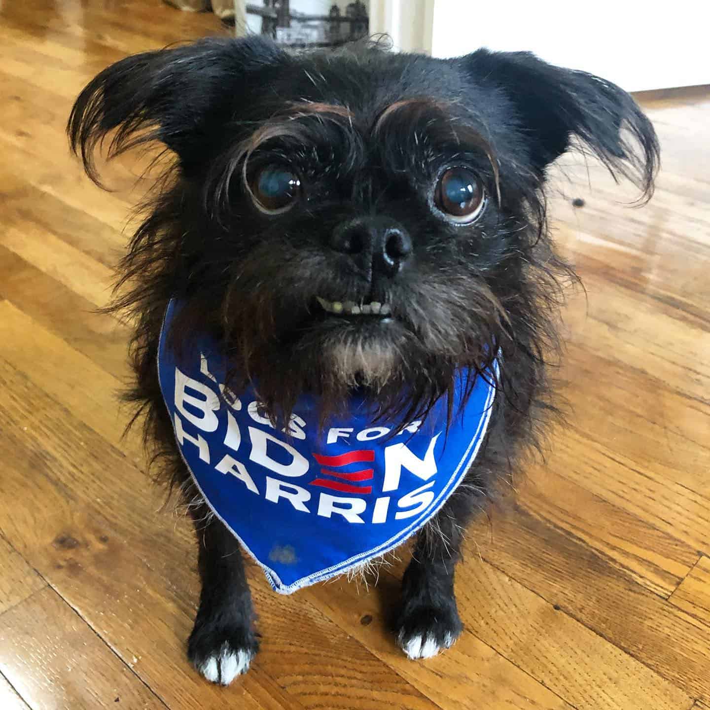 Pug Tzu on the floor