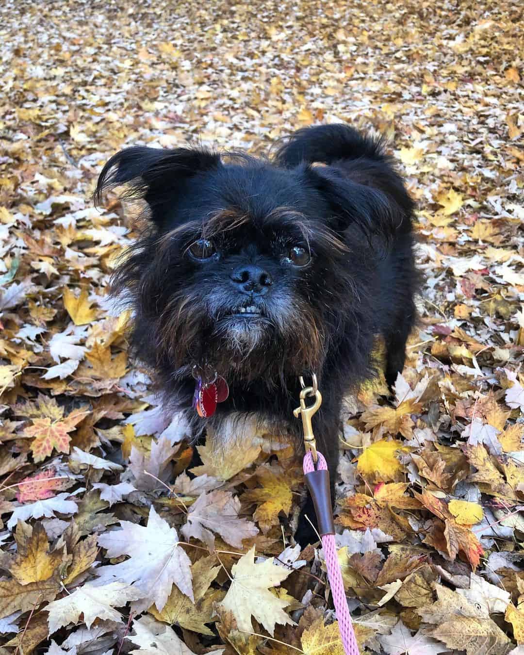 Pug Tzu sitting in the leaves