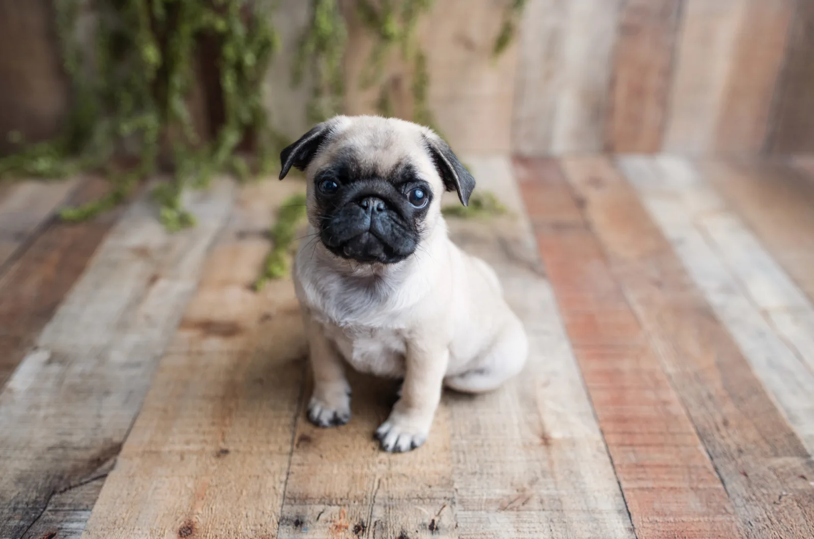 Pug puppy sitting on a wooden base