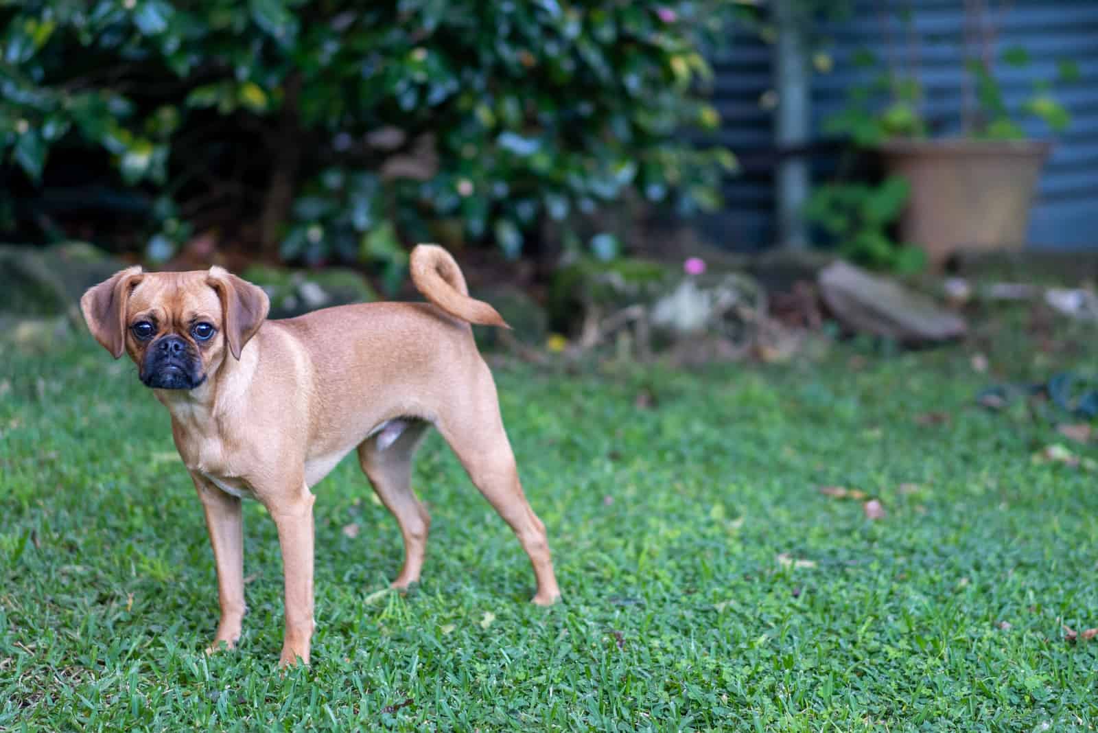 Pugalier is standing on green grass