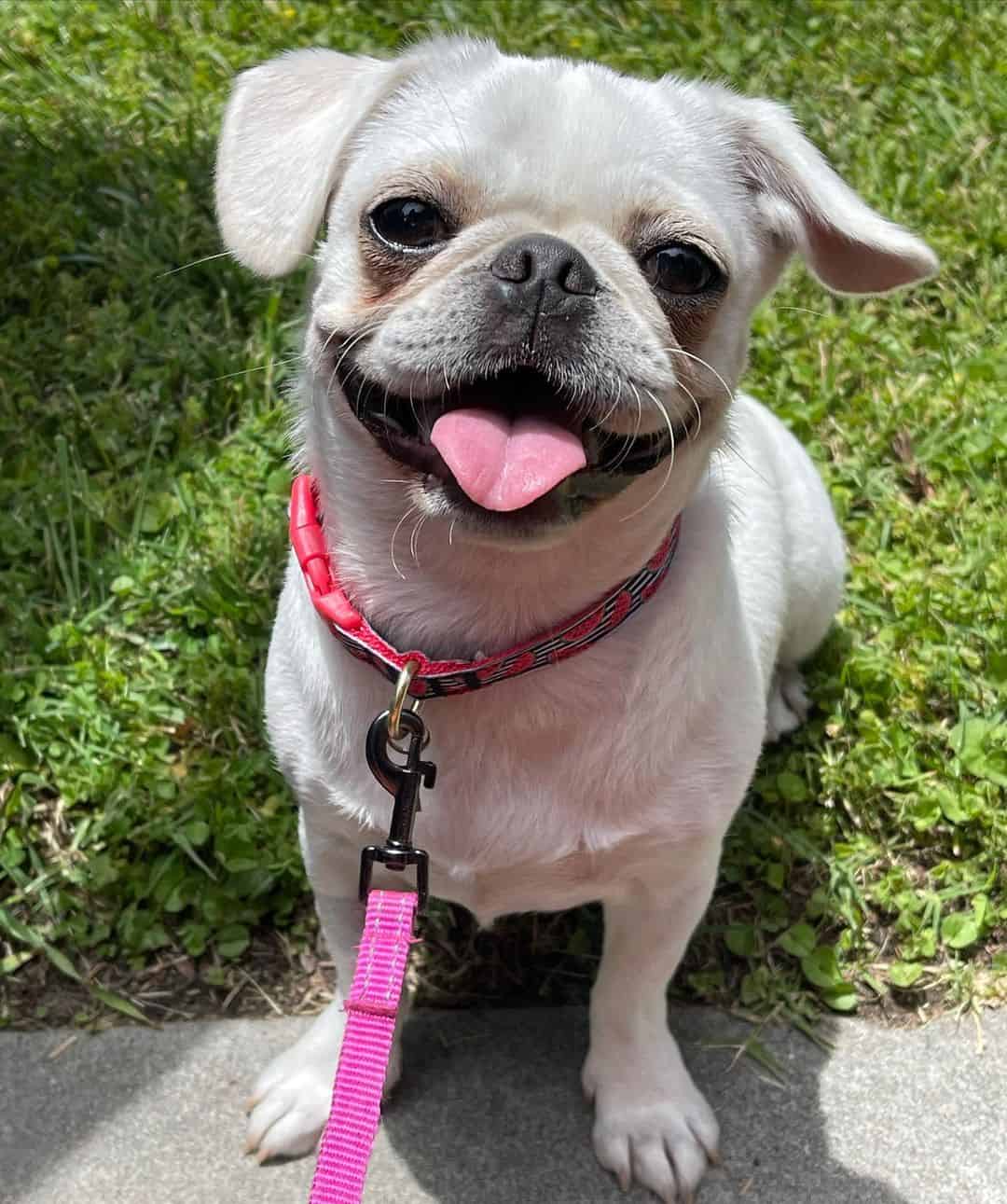 Puganese sits on the grass and looks at the camera