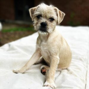 50 Pug Mixes: Cutest Crossbreeds You're Going To Love!