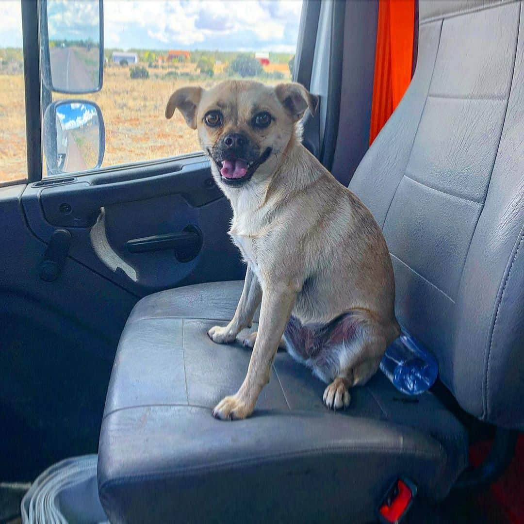 Puggat is sitting on the car seat